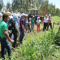 IFMT- Cáceres sedia 3º Dia de Campo de ILPF e agricultura de baixa emissão de carbono no bioma Pantanal. Fonte: Embrapa